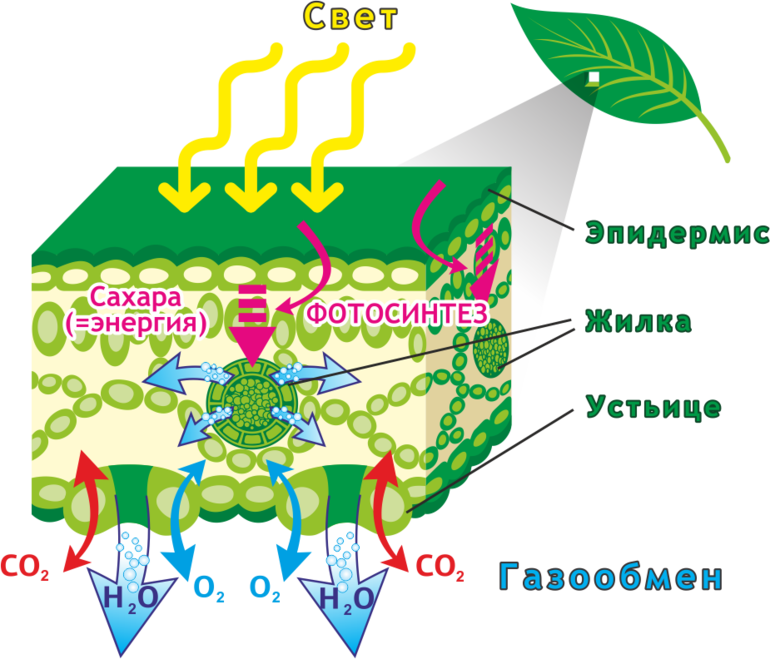 Фотосинтез это что такое