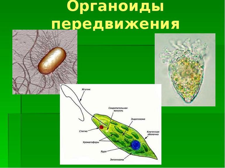 Органоиды движения