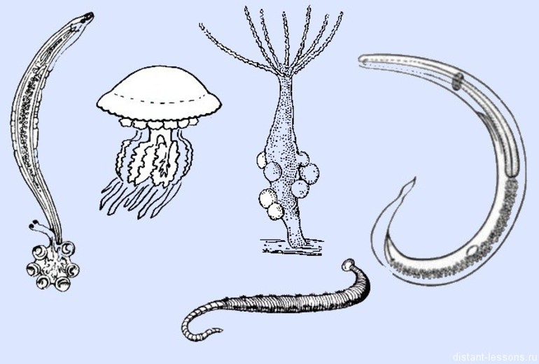 Какие системы органов отсутствуют у кишечнополостных