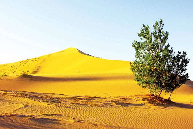 Растения пустыни