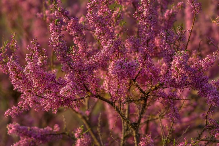 растения пустынь
