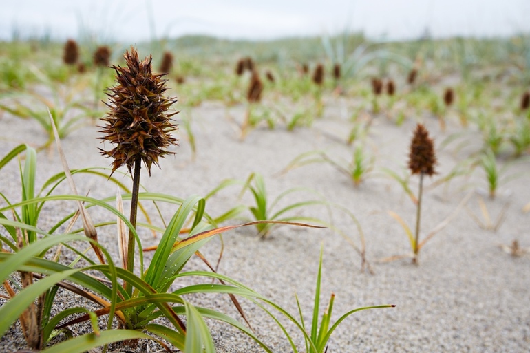 Растительный мир пустыни