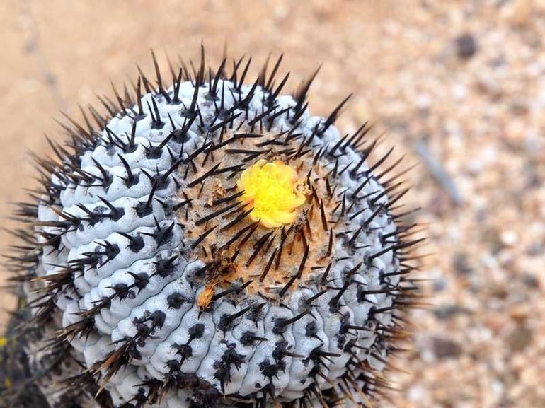 Растения пустыни фото с названиями и описанием