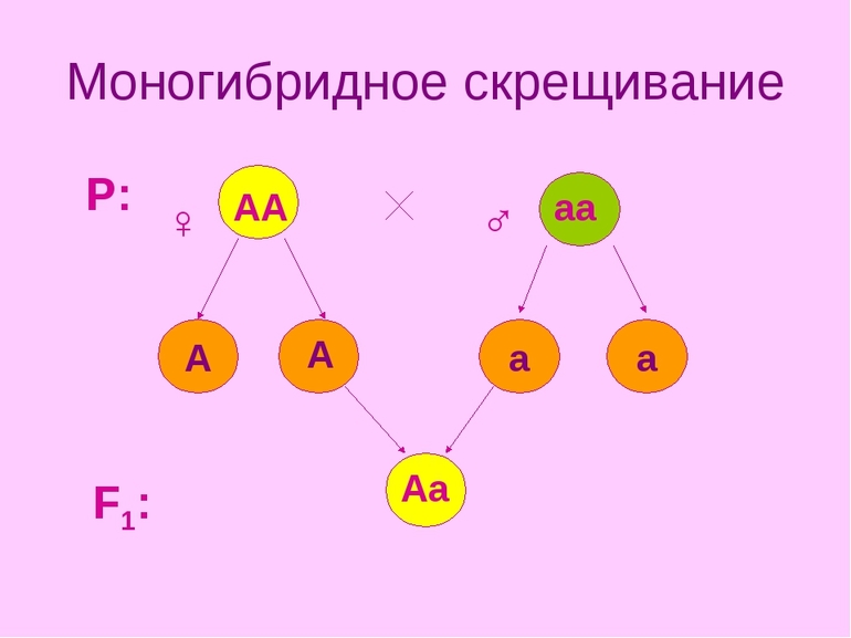 Моногибридное скрещивание
