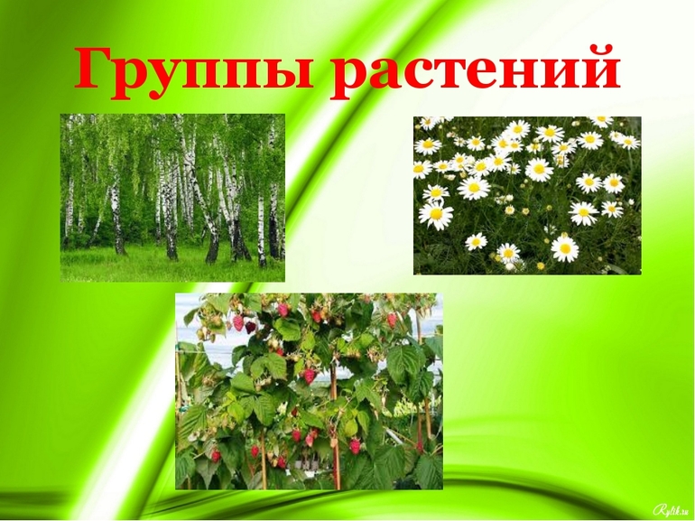 Группы растений