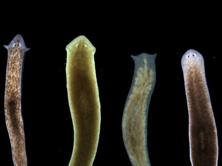 Черви биология