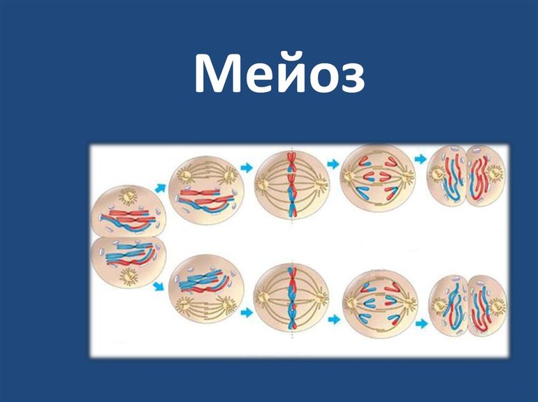 Мейоз клетки