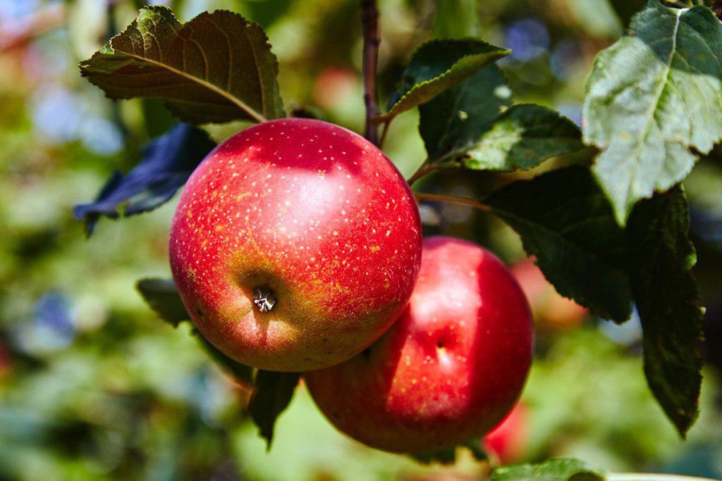 Стихи про яблоки