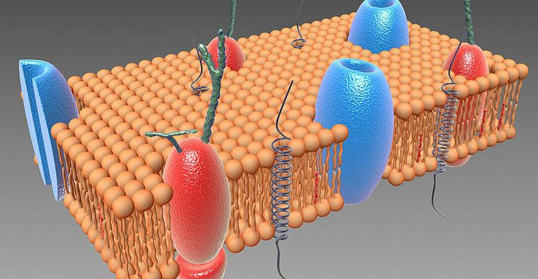Строение клеточной мембраны