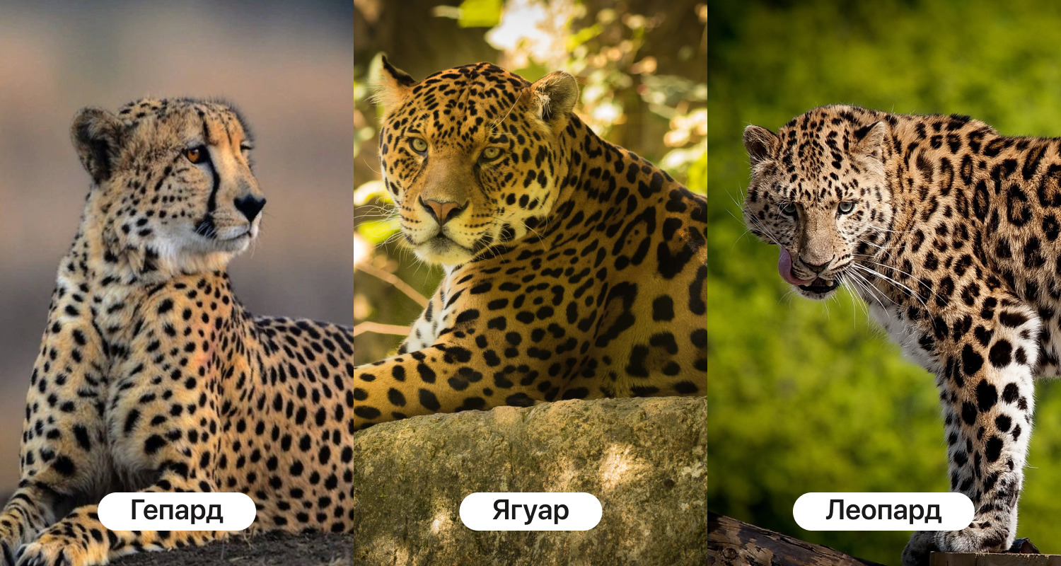 Разница между гепардом, леопардом, ягуаром и пантерой
