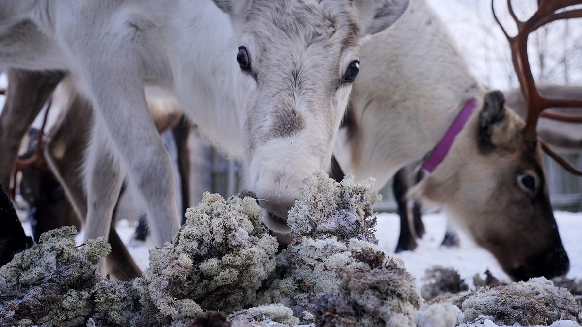 олений мох в тундре