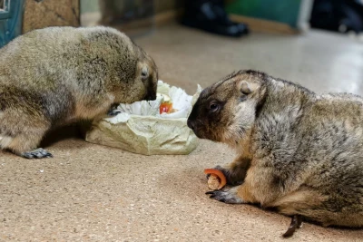 Тульские сурки предсказали раннюю весну, но с сюрпризами